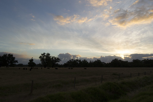 sunset armadale perth westernaustralia grass animals sun clouds green