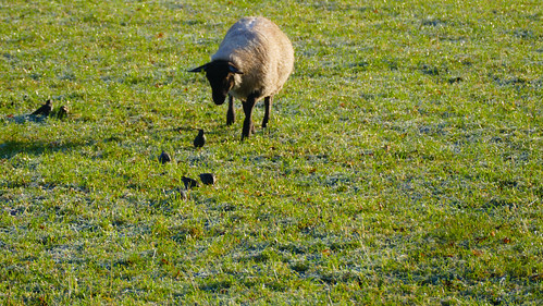 Sheep and starlings grazing