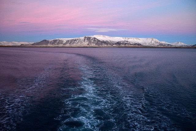 In the sunset wake of a Whale-watching vessel, around the waters near Reykjavik, Iceland's capital.