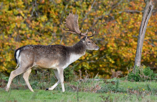 Fallow Deer (buck) and Autumn leaves -  at Knole Park, Sevenoaks.