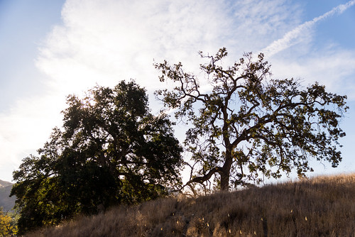 Santa Monica Mountains Planting: Calabassas