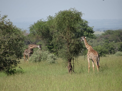 serengeti wildlife