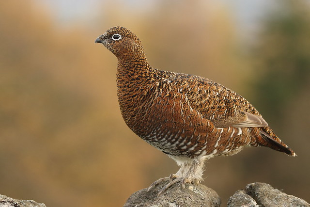 Grouse