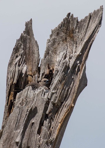 Nesting woodswallow | by Echidna Charlie