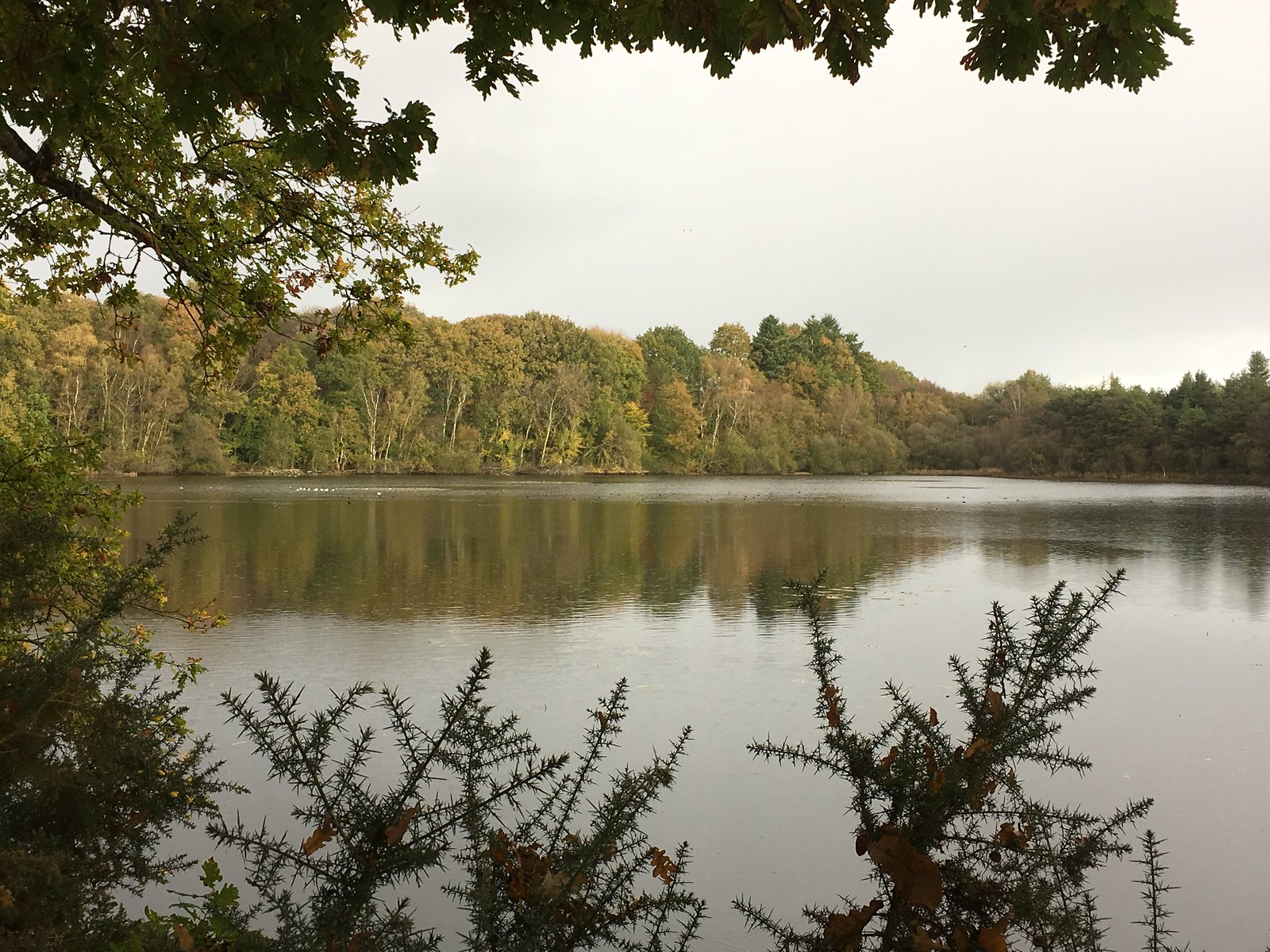 Tranquillité au bord de l'étang de Rollin