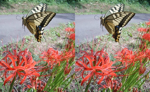 Papilio machaon, stereo cross view