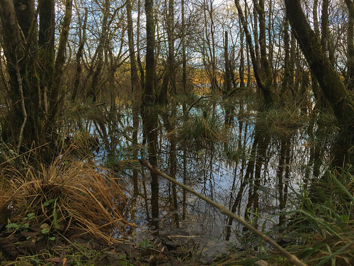 landscape ireland reflections swamp water