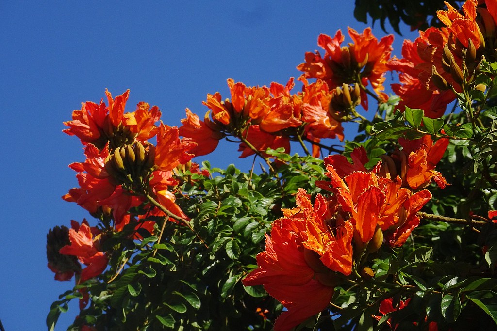 African Tulip Tree Spathodea Campanulata Spathodea Campa Flickr,How To Change A Light Socket Into An Outlet