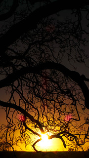 Branches sunrise