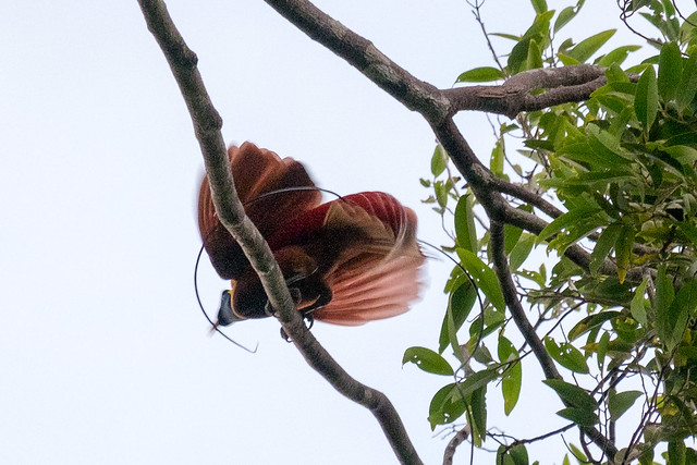 Red bird of paradise. Gam Island