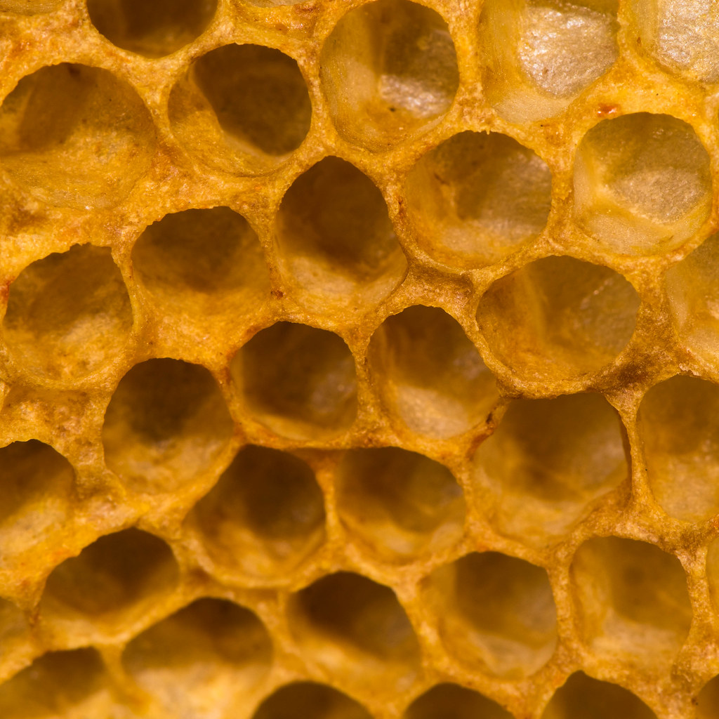 Detail of honey comb showing empty cells