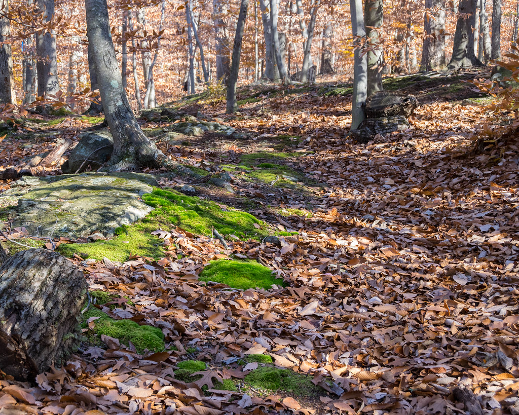 Forest Brook Trail
