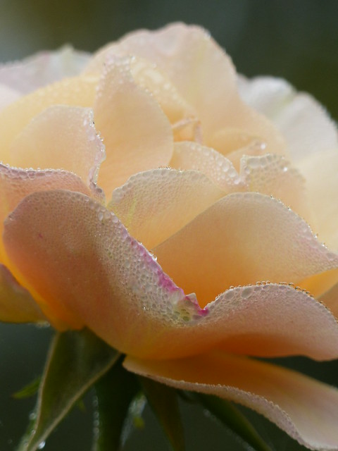 morning dew on rose