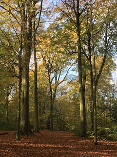 Chorleywood beech woods Chorleywood to Chesham walk, shorter start