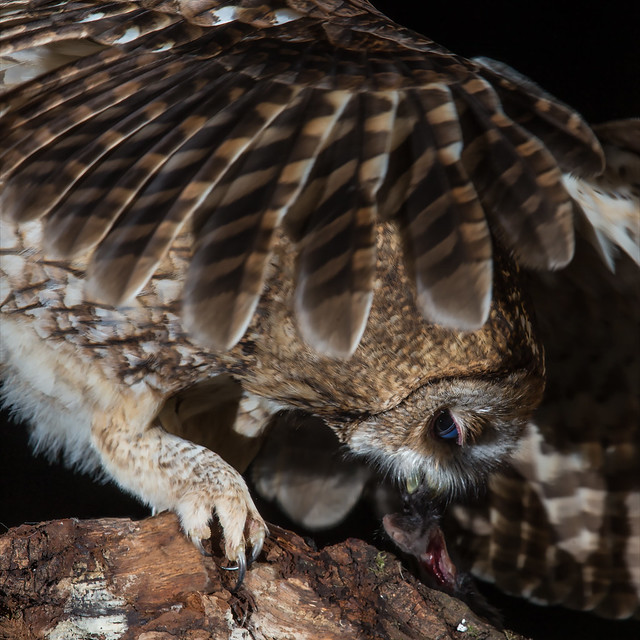 Tawny Owl - An Intimate Moment