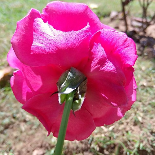 rose pink backofflower xiaomi redmiphone redminote4 nature garden 2017