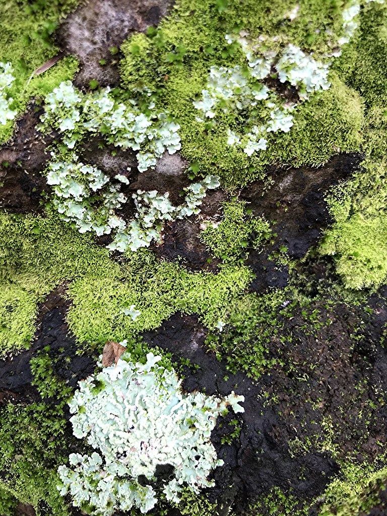 Mosses Ferns And Lichens At Entrance Of Baptist Hospital Flickr