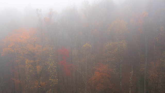 Fog in the Fall-Blue Ridge Parkway, North Carolina