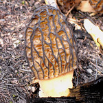 A morel mushroom growing from the forest floor.
