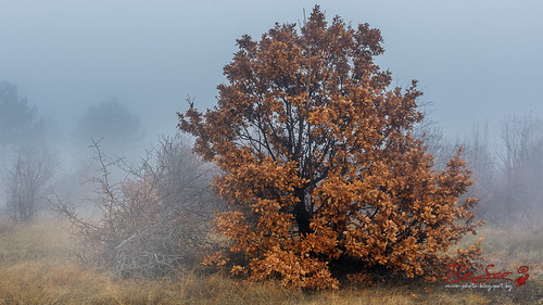 2017 bulgaria d7200 landscape montana autumn fog foggy haze hazy leafs mist misty nature nikond7200 orange tree view weather