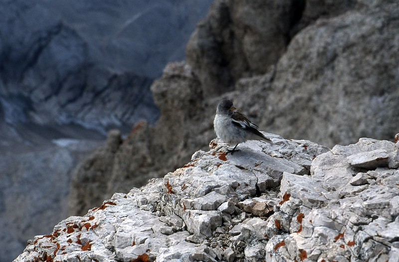 t0204043F | Schneefink (Montifringilla nivalis) am Marmolada-Gipfel (3343 m). Dolomiten, 16.08.2002