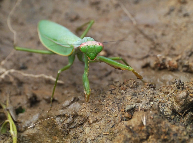 Giant Asian mantis (Hierodula membranacea), Camp Anoa, North Buton