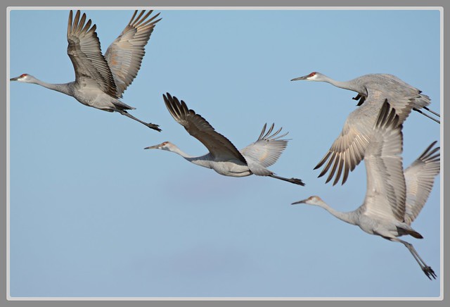 ~^~ Sandhill Cranes Aerial - I. ~^~
