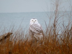 Snowy Owl, Headlands Beach S.P., OH 12/2/2017