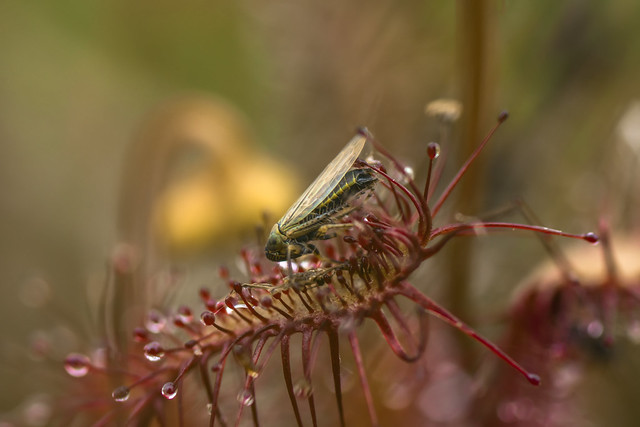 Little insect stuck in the Drosera