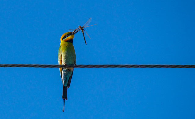Rainbow bee-eater with dragonfly