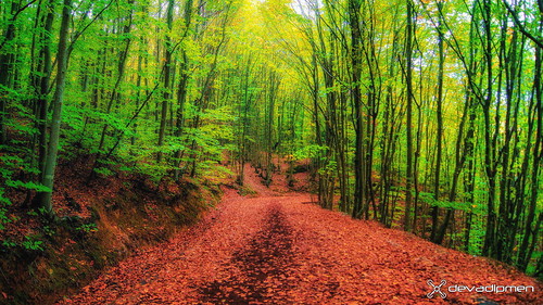 autumn beykoz forest istanbul landscape landscapephotographer nature naturepark naturephotographer orman polonezköy sonbahar tabiatparkı türkiye