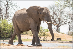 African Bush Elephant (Male)