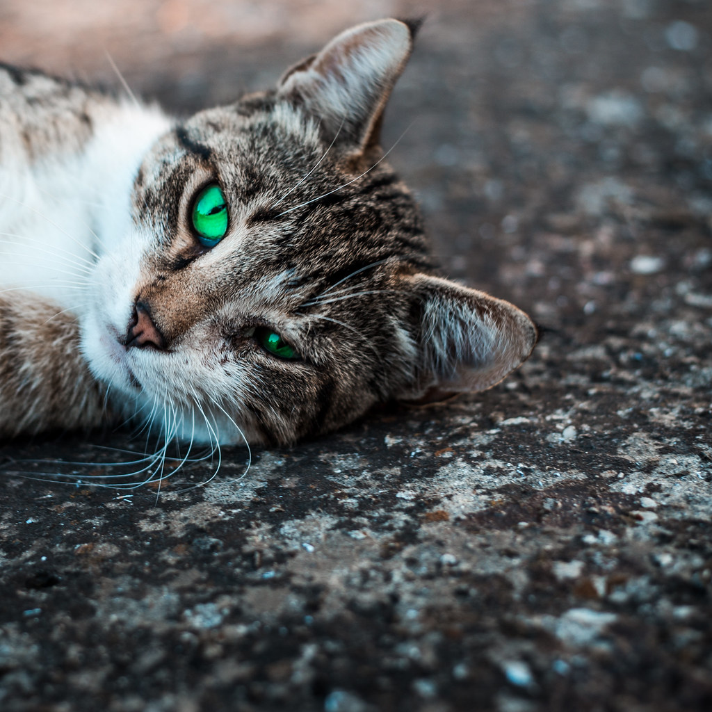 Green eyed cat green Christian Hadzhiyski Flickr