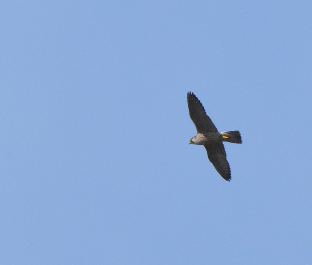 Falco peregrinus (Peregrine falcon / Slechtvalk)