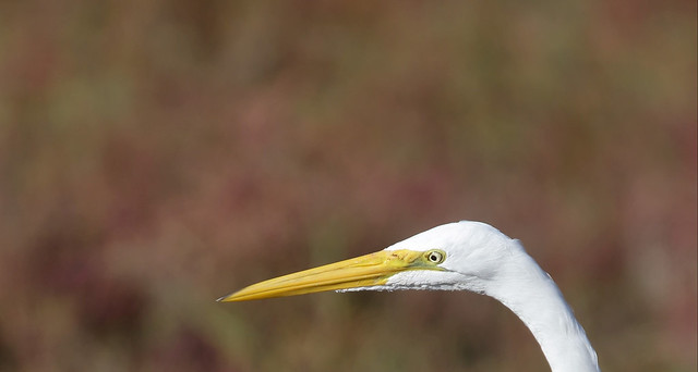 1DX13718 View large. Great Egret. Bolsa Chica. Huntington Beach, California