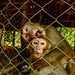 Monkeys at the Chisapani Community Forest