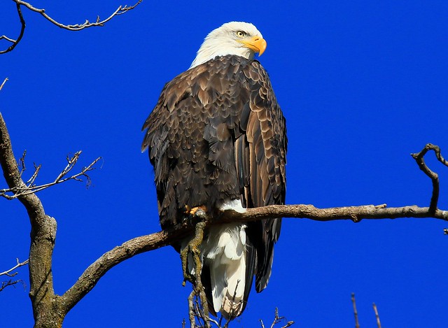 bald eagle at Decorah Fish Hatchery IA 854A7455