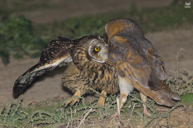 Coruja-das-torres, Barn Owl (Tyto alba) vs Coruja do Nabal, Short-eared Owl (Asio flammeus)