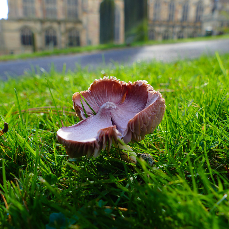 Pink waxcap, Great Malvern churchyard