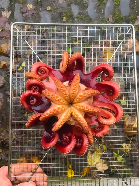 Octopus and autumn leaves http://pic.twitter.com/MkWVnxgzy4 — Rene Redzepi (@ReneRedzepiNoma) November 28, 2017
