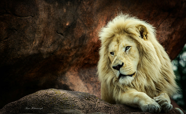 Lion Rock