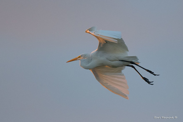 Egret - early morning flight.
