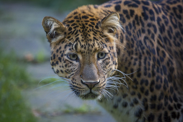 Leopard Julius