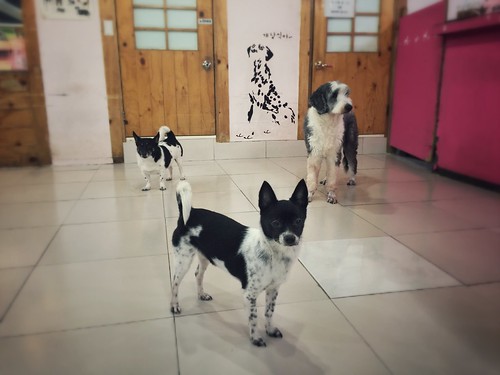 Dog Cafe in Seoul. Guess who is the leader of the pack-