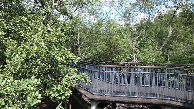 Sungei Buloh Wetland Reserve: Mangrove boardwalk