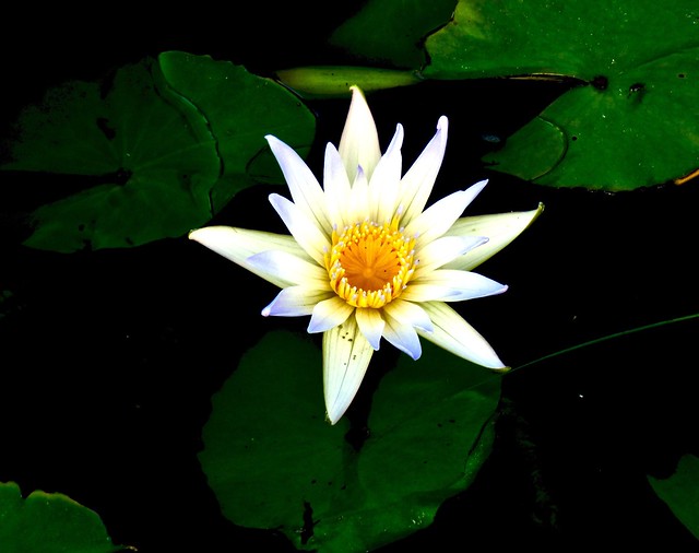 Lotus flower .