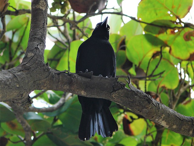 Pájaro negro...