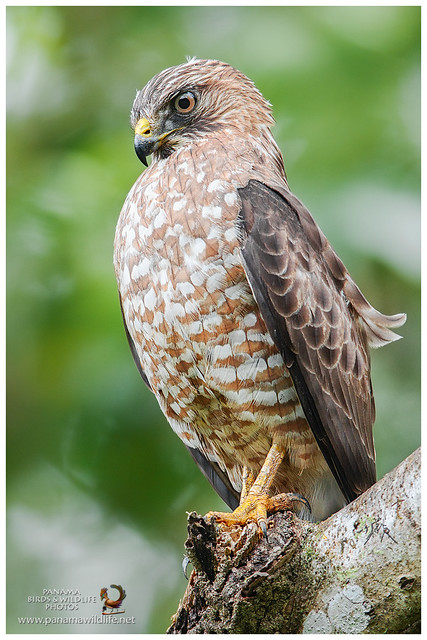 Broad-winged Hawk / Gavilán Aludo