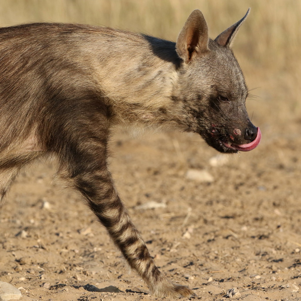 Brown hyena, Kgalagadi Transfrontier Park
