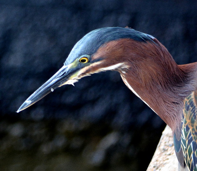 NIGHT HERON ON A HUNT FOR DINNER IN CURACAO